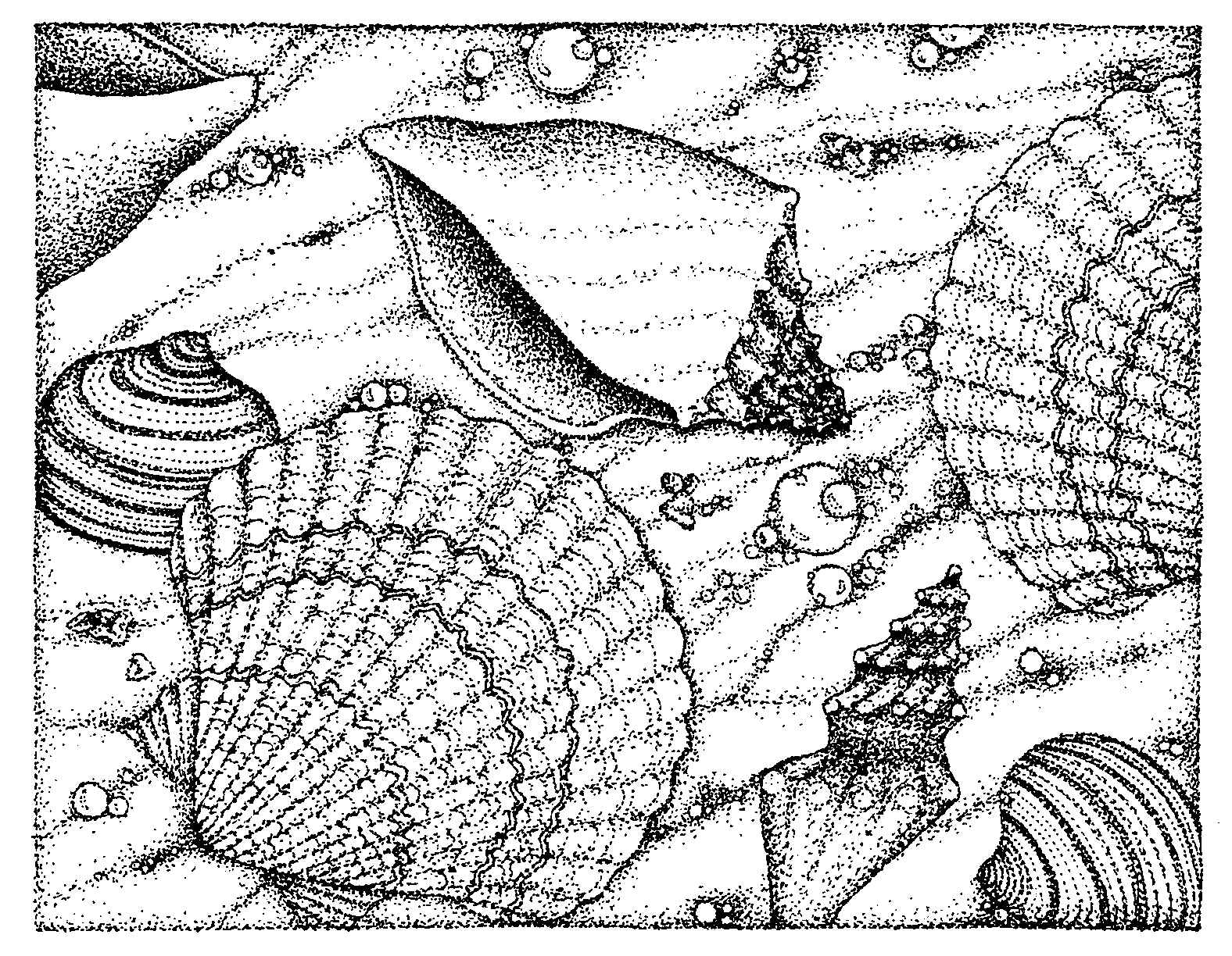 Free Coloring Pages Of Seashells Download Free Coloring Pages Of