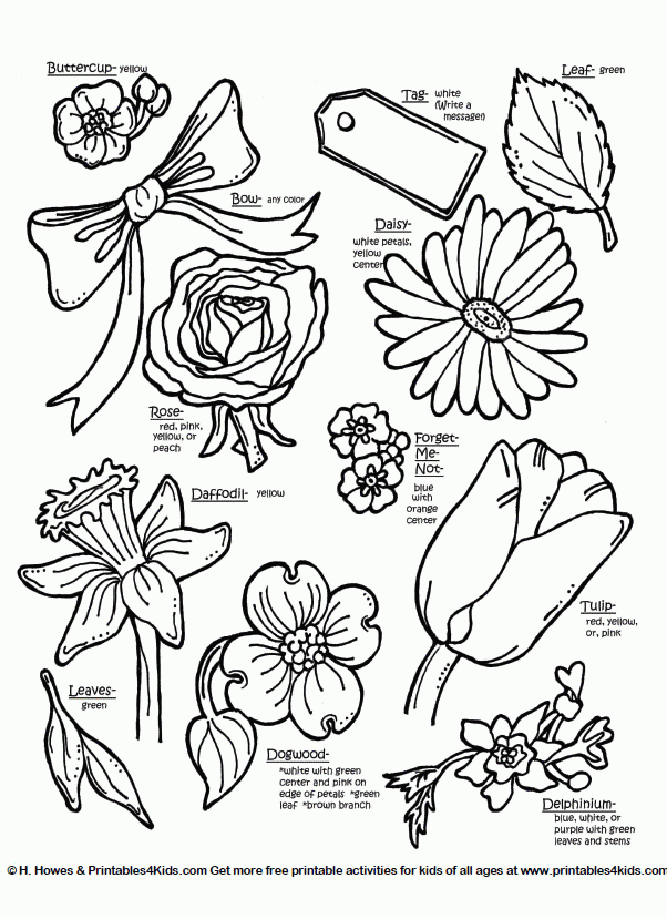 Types Of Flowers Printable