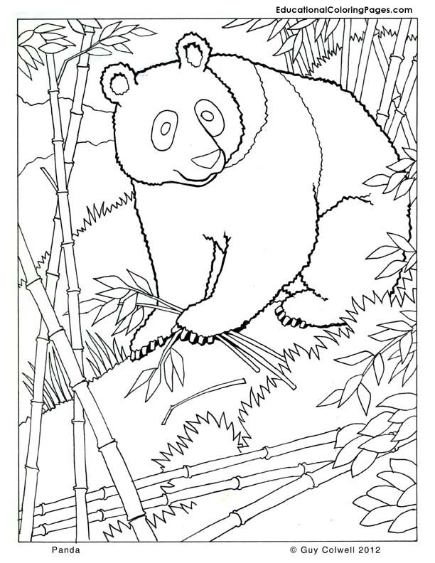 panda coloring | Animal 