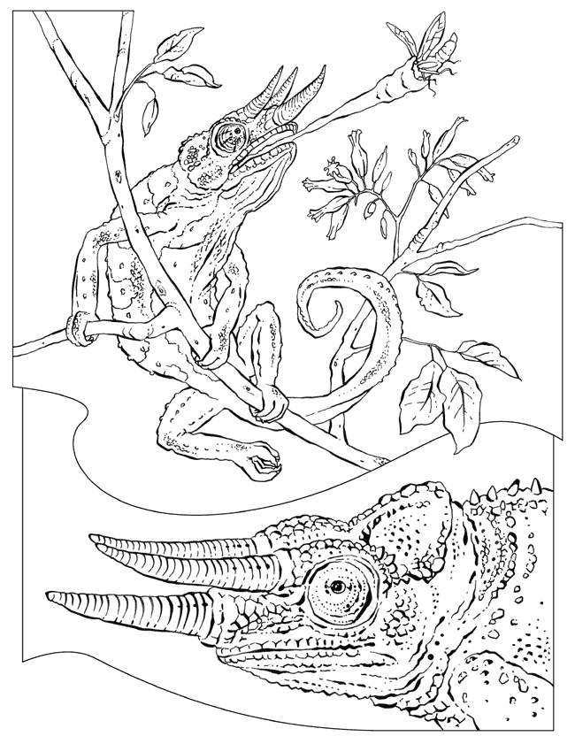 Animal Coloring Pictures | Canadian Entertainment and Learning