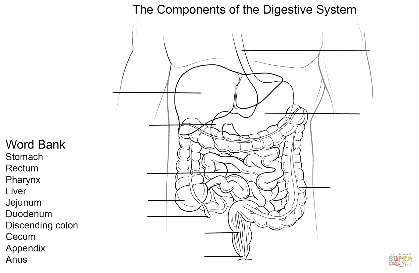 Digestive System Worksheet coloring page | Free Printable Coloring