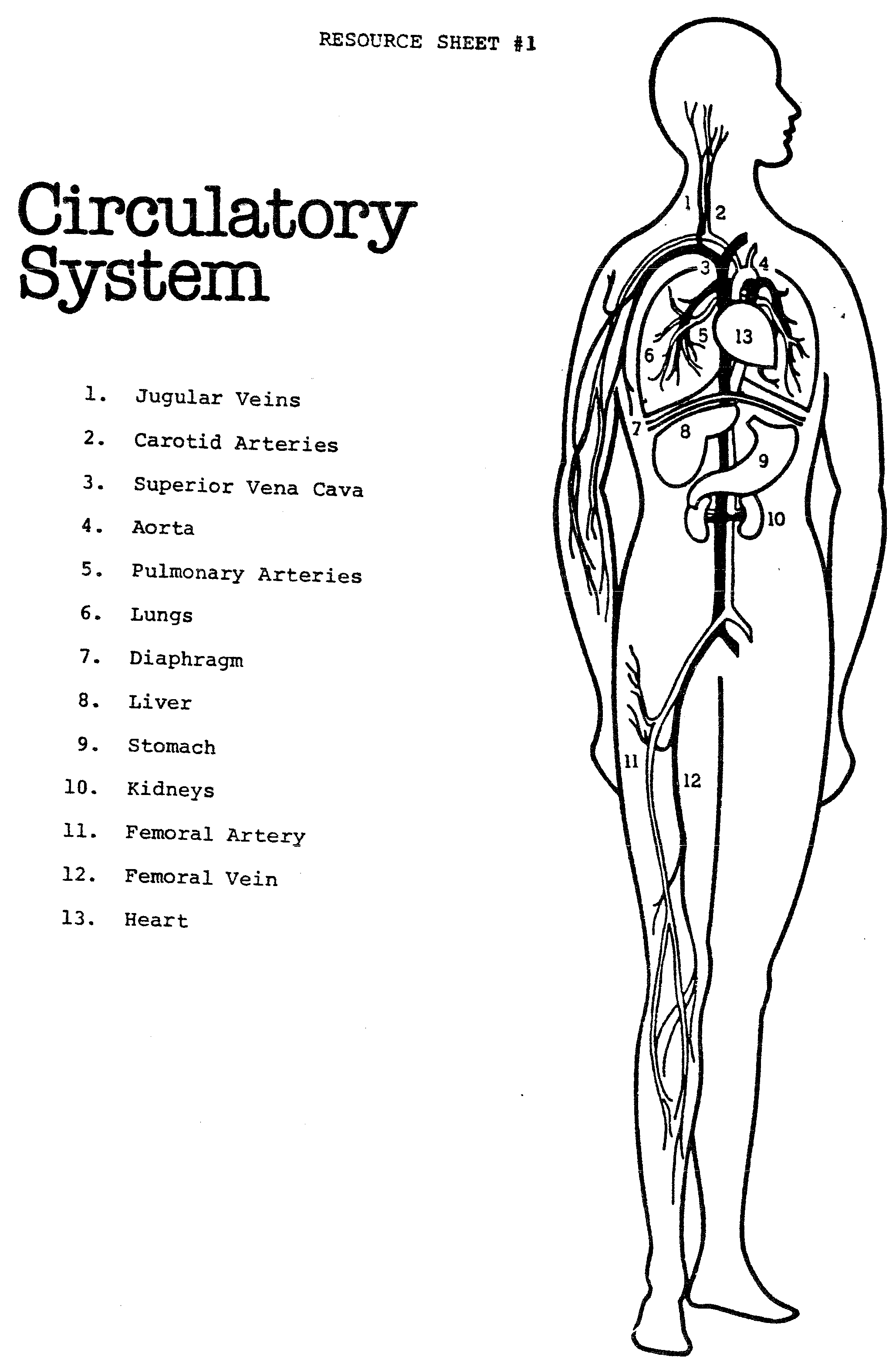 free-circulatory-system-for-kids-coloring-pages-download-free-circulatory-system-for-kids
