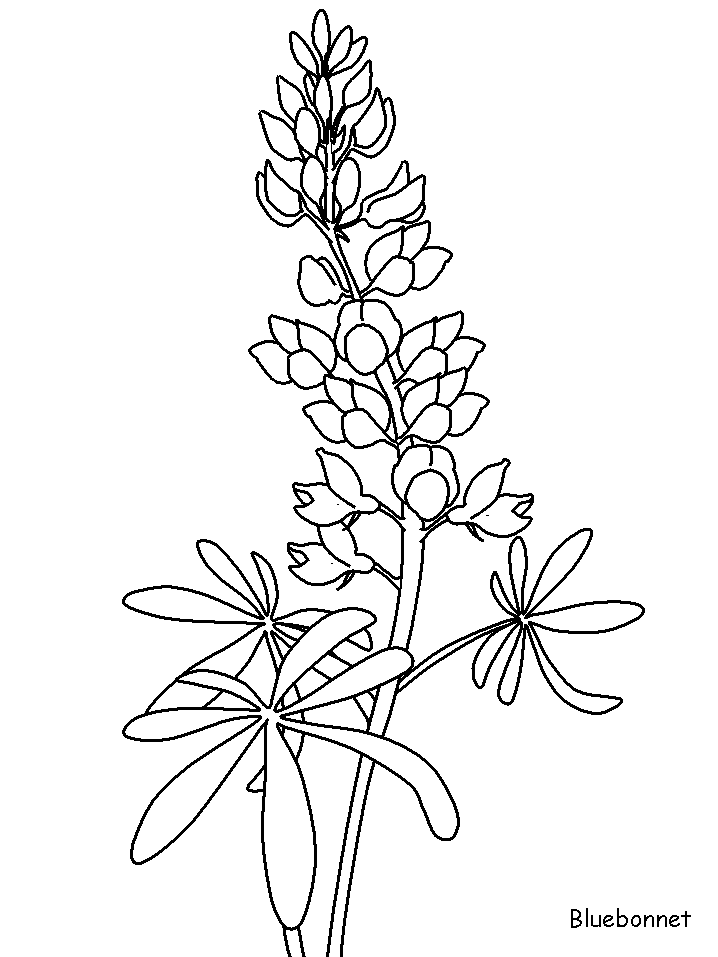 Coloring Page Realistic Flowers Cartoons Realistic Flowers