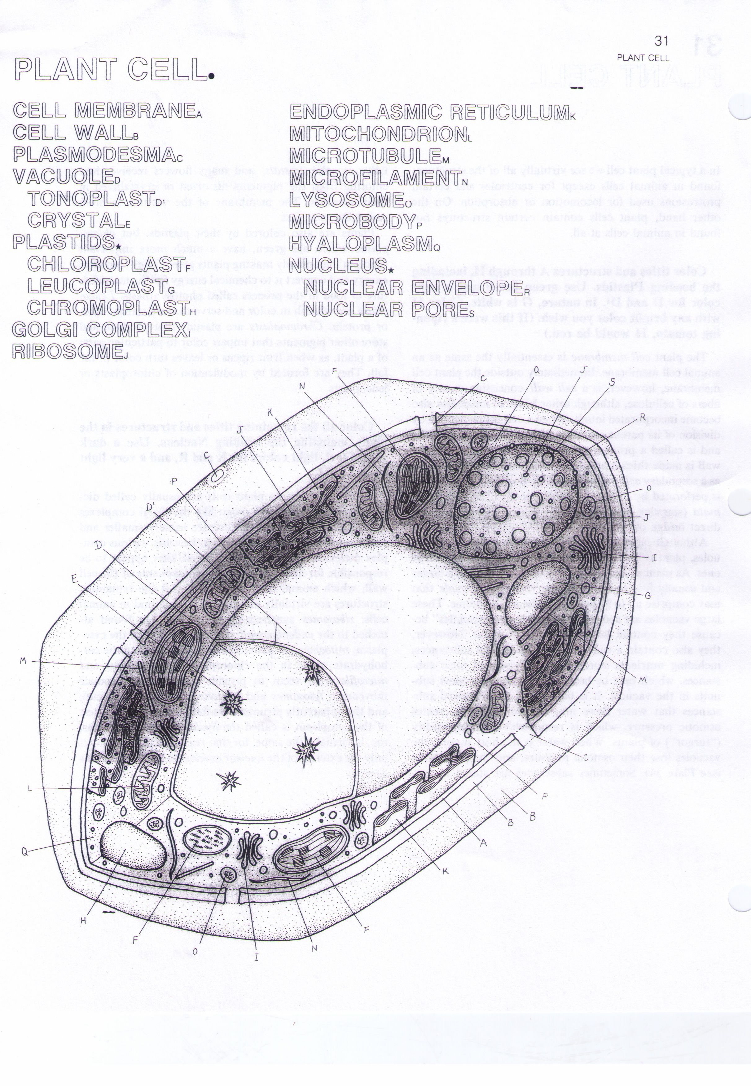 Label The Organelles Of The Cell Clip Art Library