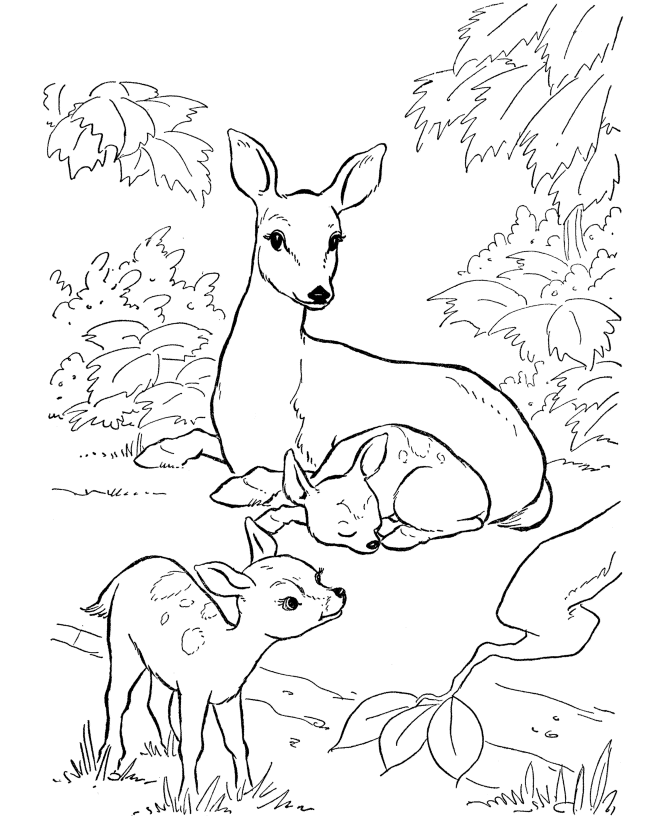 Free Deer Coloring Pages Printable, Download Free Deer Coloring Pages