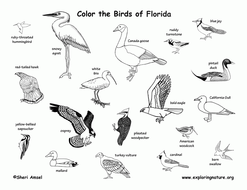  Florida State Animal Coloring Page - Florida State Bird