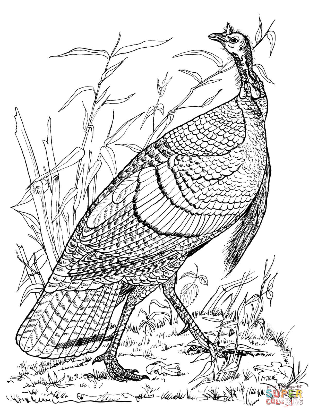 Wild Turkey Hen coloring page | Free Printable Coloring Pages
