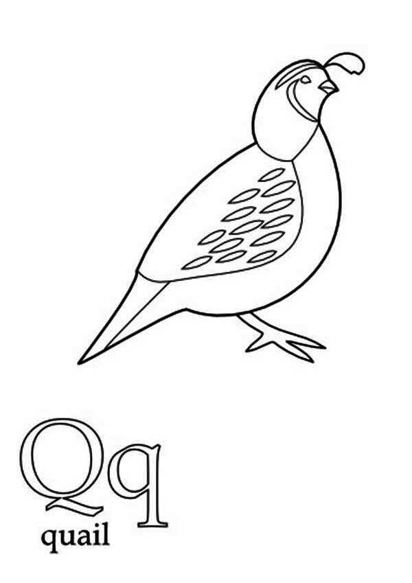 Free Quail Coloring Pages, Download Free Quail Coloring Pages png