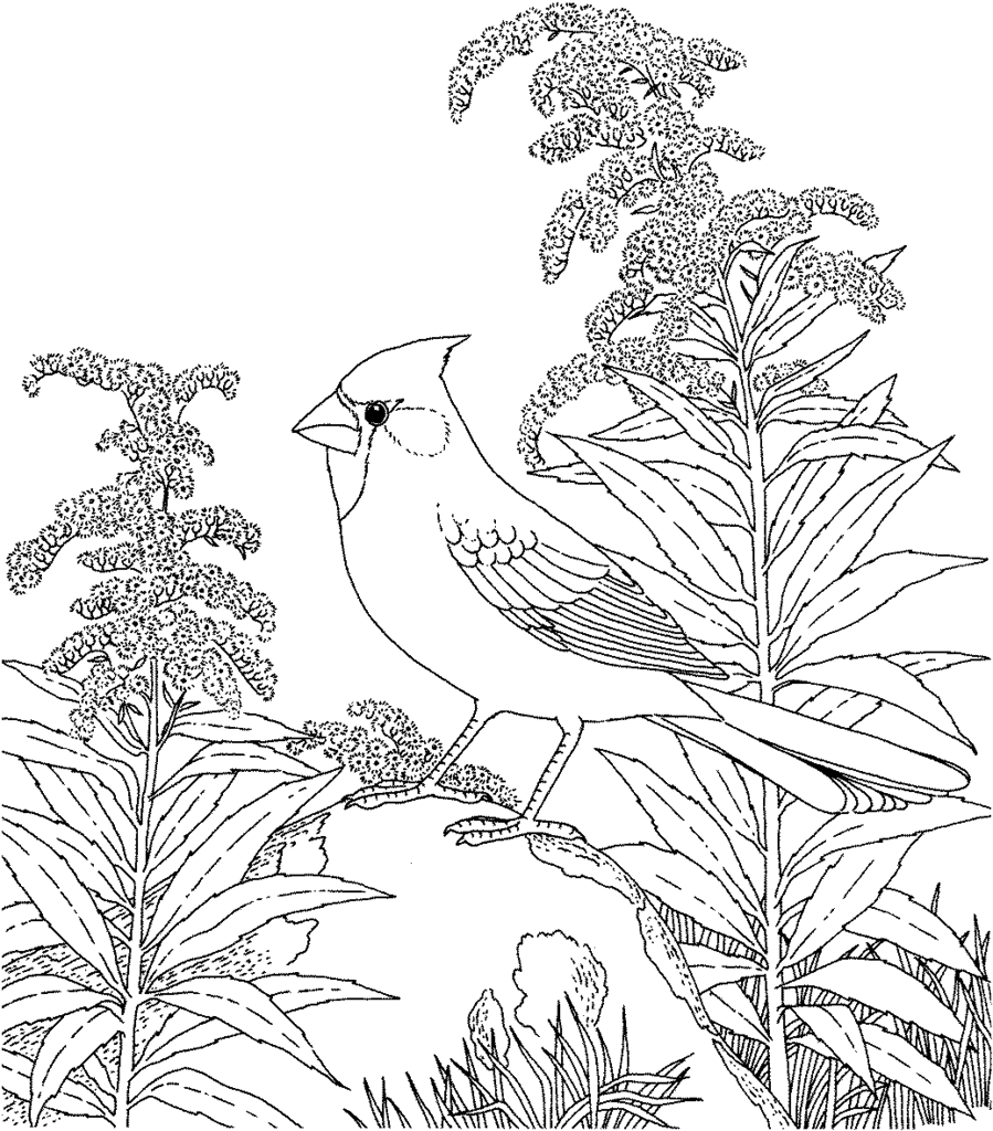 adult coloring pages winter birds   Clip Art Library