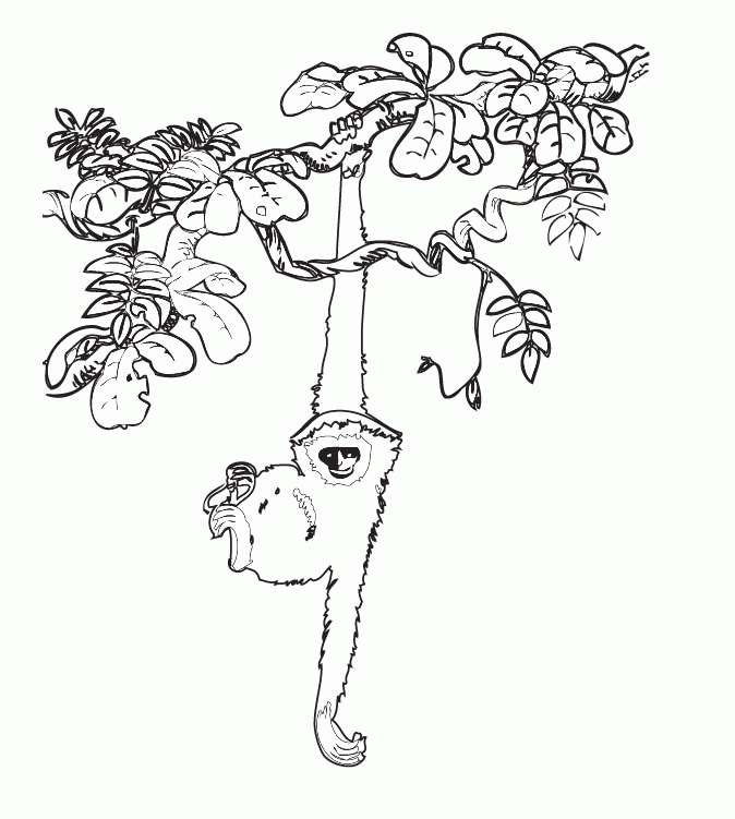 Rainforest Coloring Pages | Coloring Pages To Print