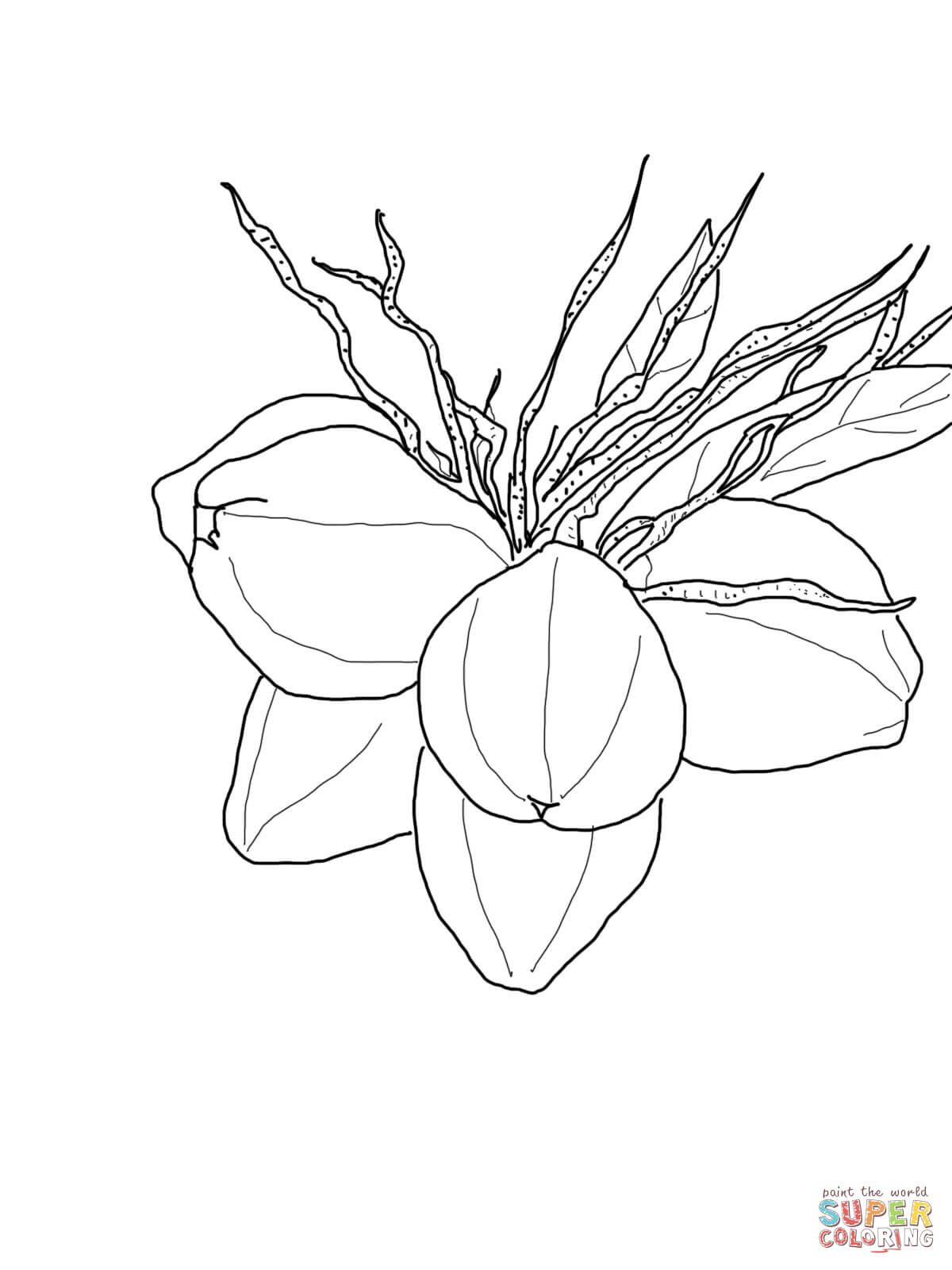Free Coconut Coloring Page Download Free Coconut Coloring Page Png