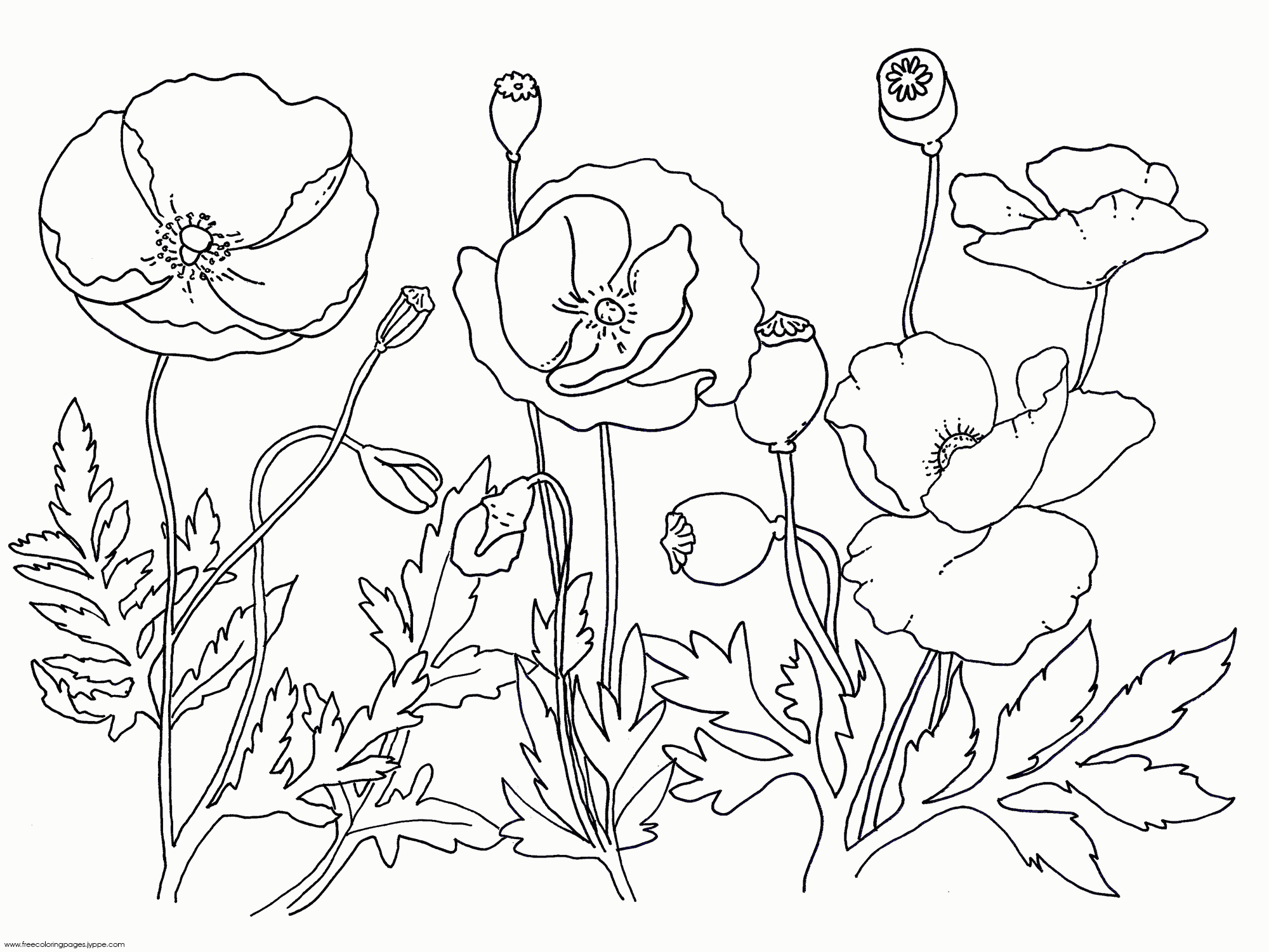 golden poppy coloring page