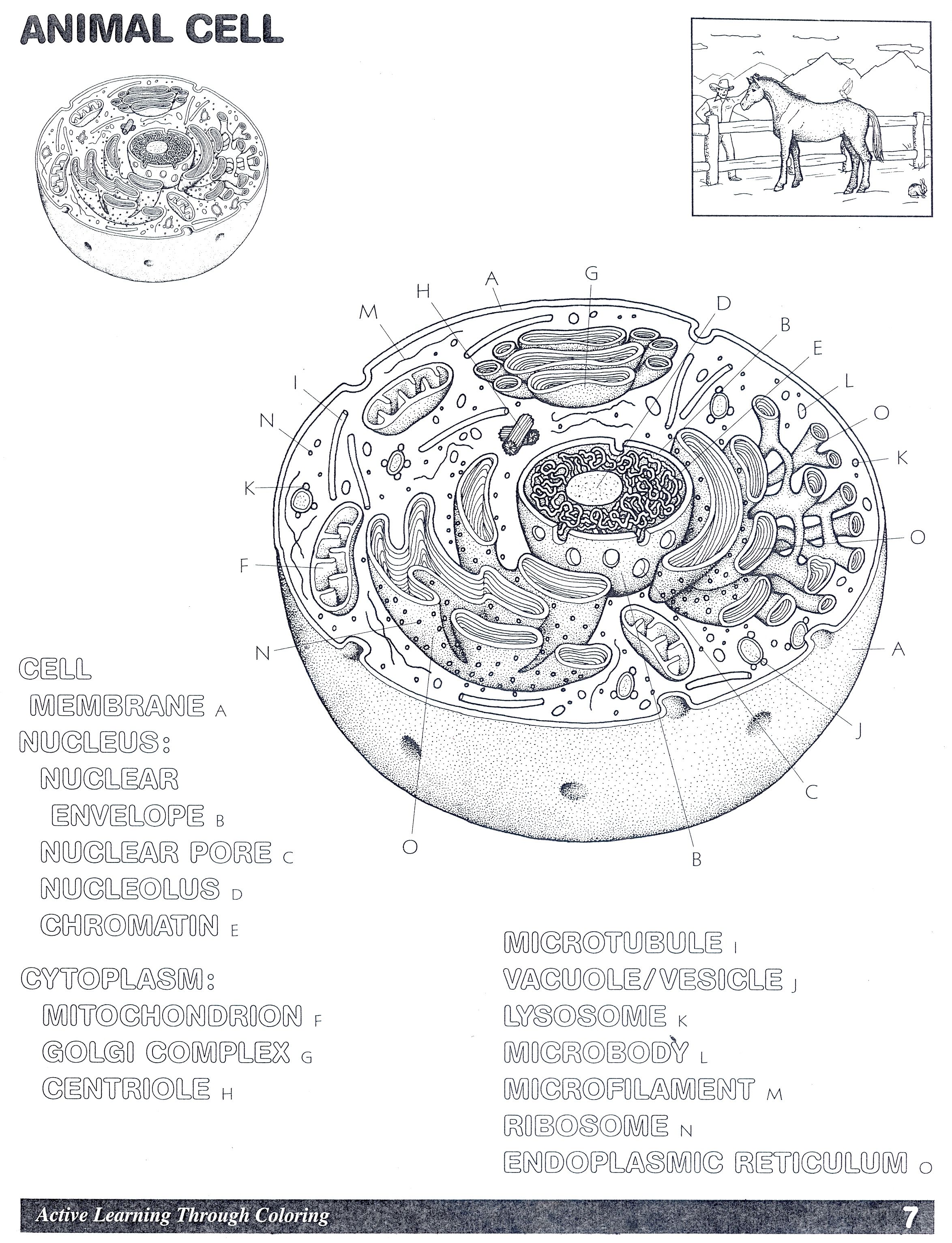 animal-cell-diagram-clip-art-library