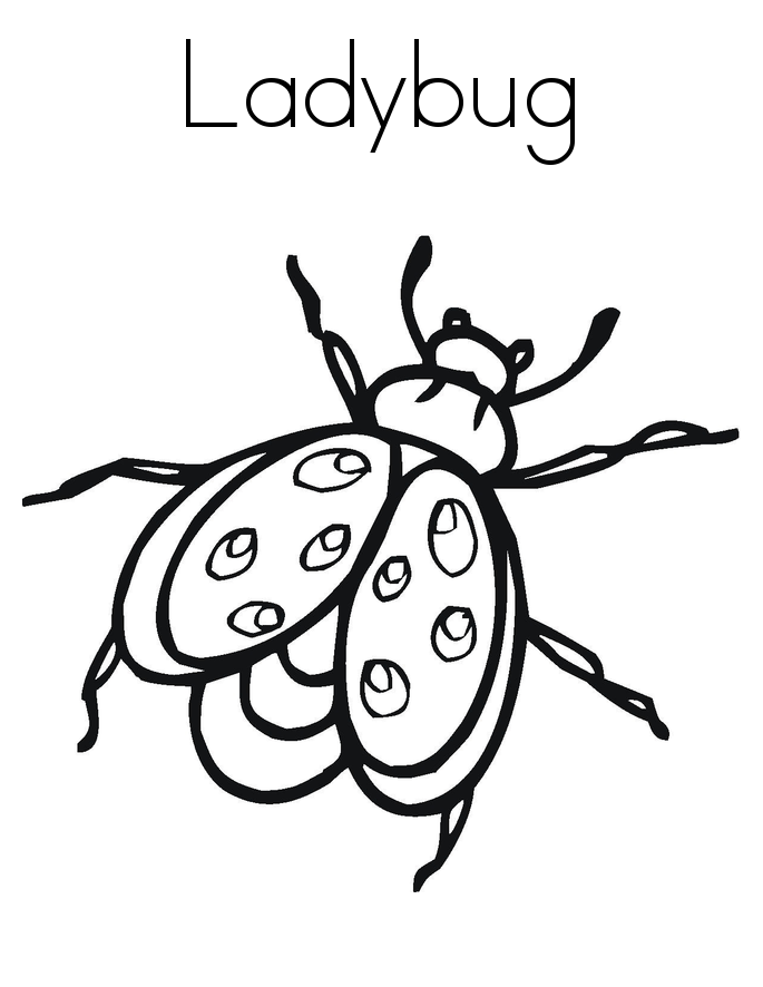 Realistic Ladybugs Colouring Pages