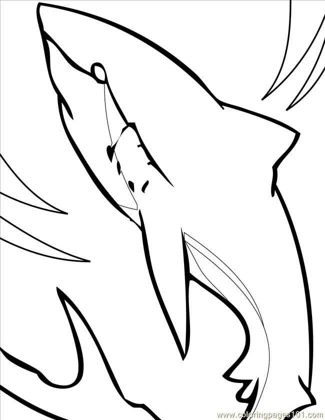 Great White Shark Coloring Pages | Clipart library - Free Clipart Images