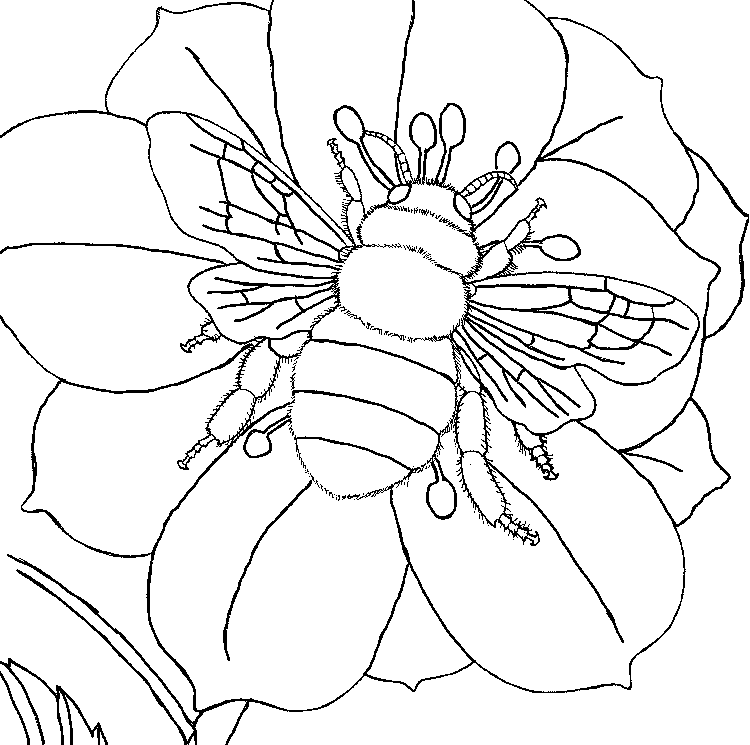 Best Coloring Pages Site: Bee Coloring Pages For Adults