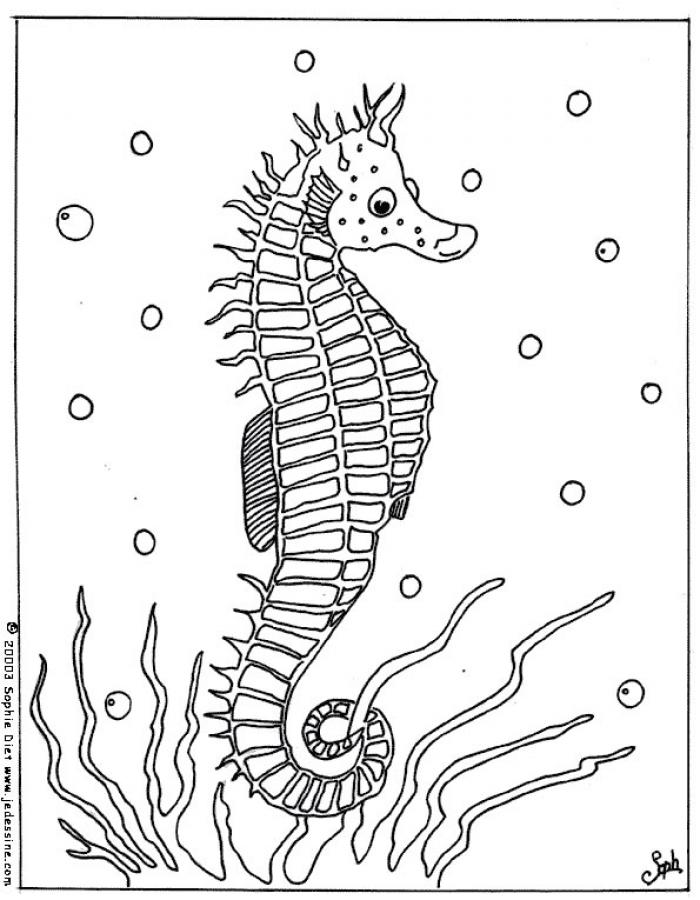 SEAHORSE coloring pages - Sea horse