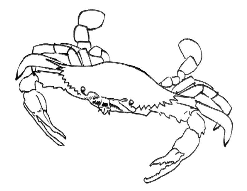 crab coloring pages printable | Printable Coloring Sheet