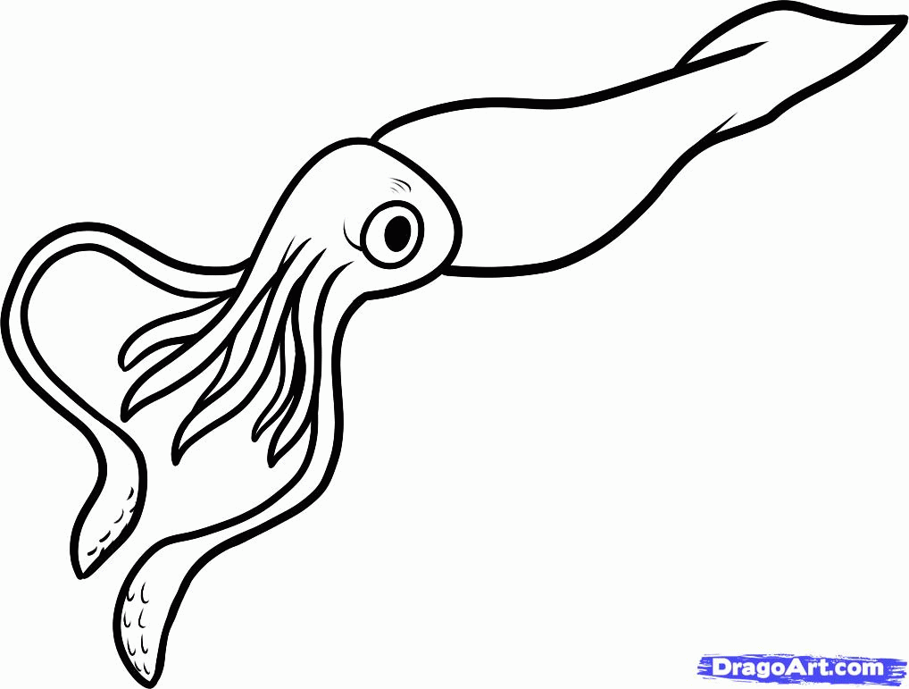 squid drawing - Clip Art Library
