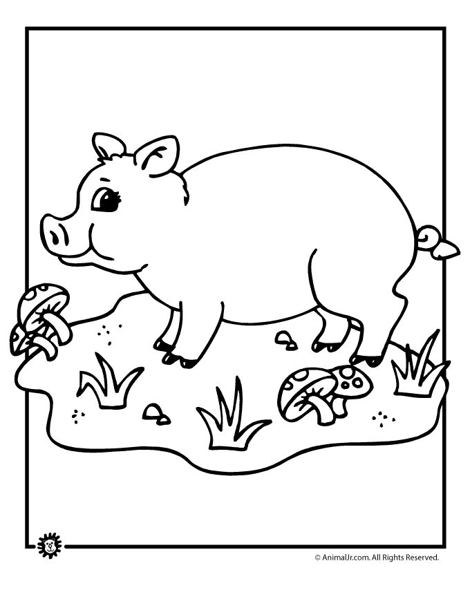 Pig Template | 3 Little Pigs