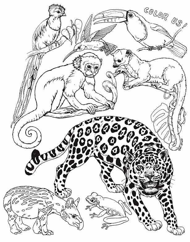 Jan Brett Coloring Pages