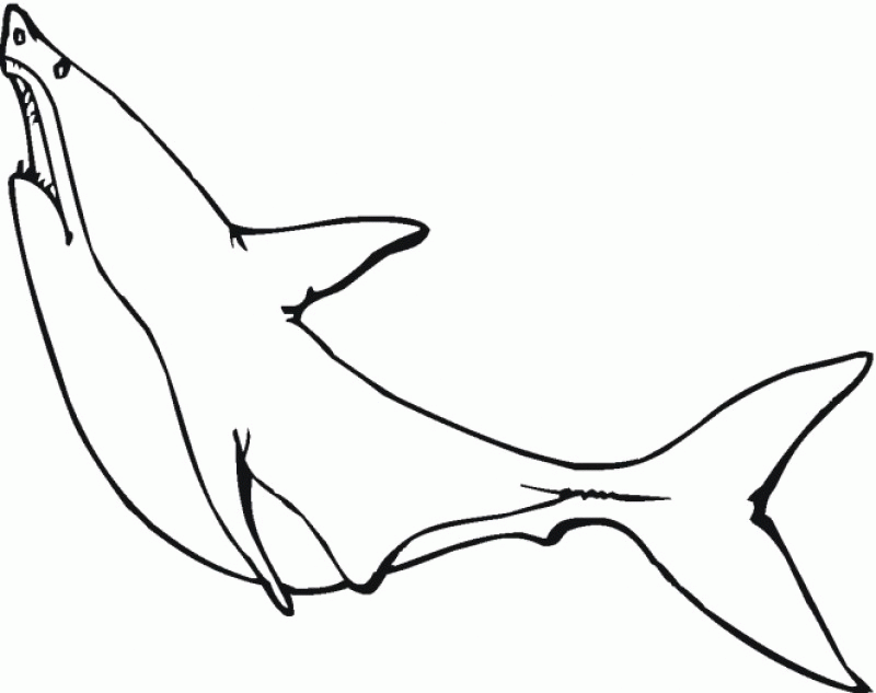 Great White Shark Coloring Pages To Print - HD Printable Coloring