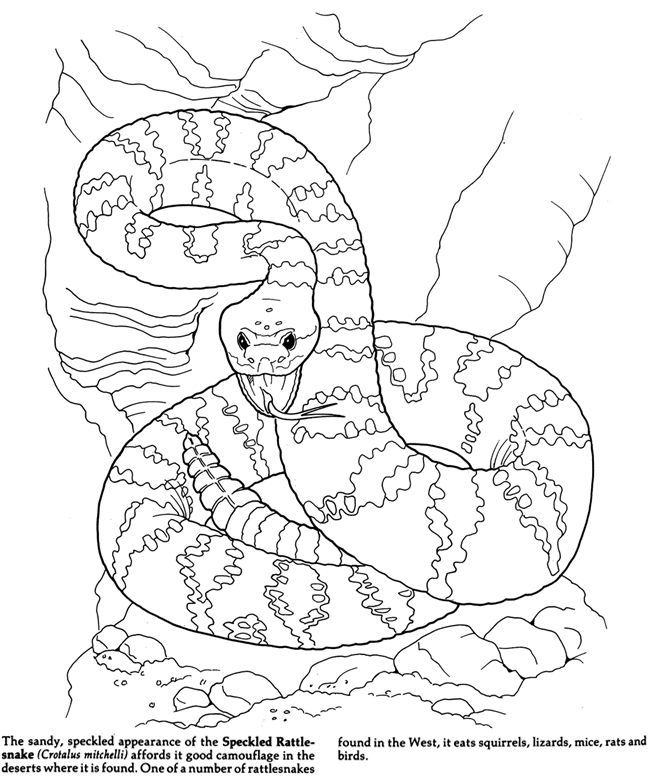 Desert Animal Coloring Pages | Free 