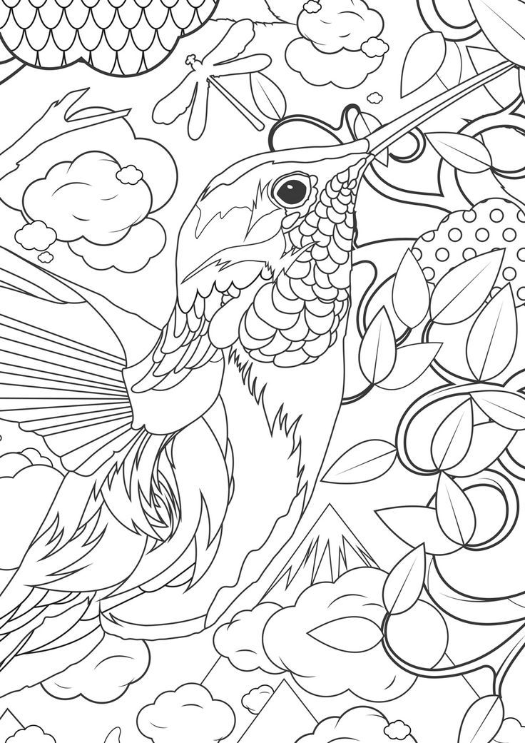 Hummingbird coloring page | ???????, ????????, ?????????
