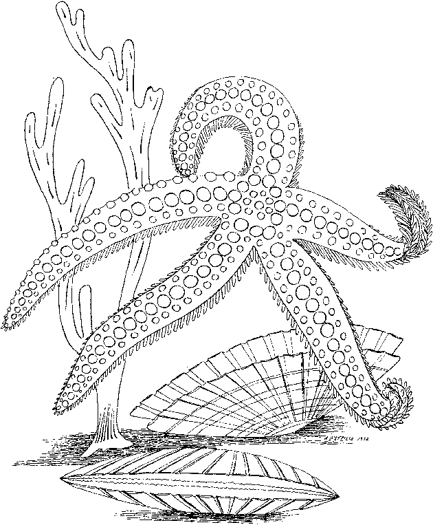 Free SeaLife Animals Coloring Pages