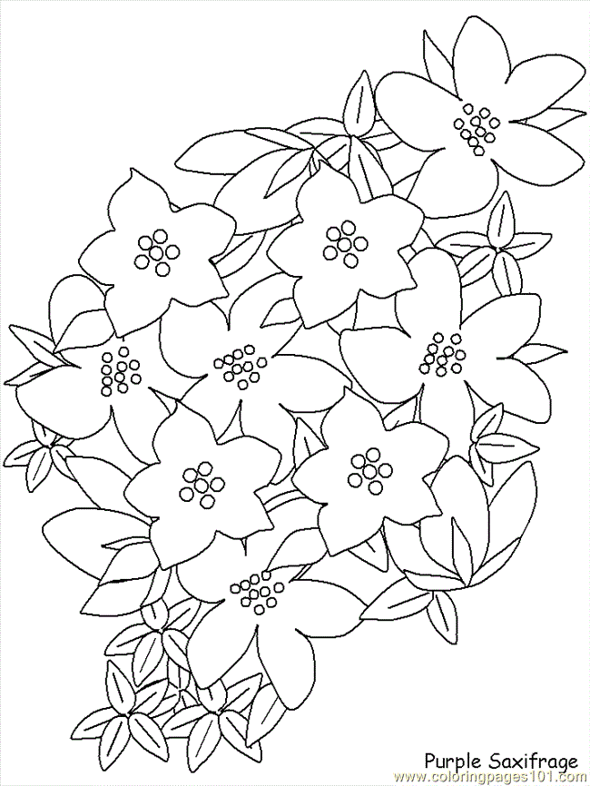 realistic flowers Colouring Pages