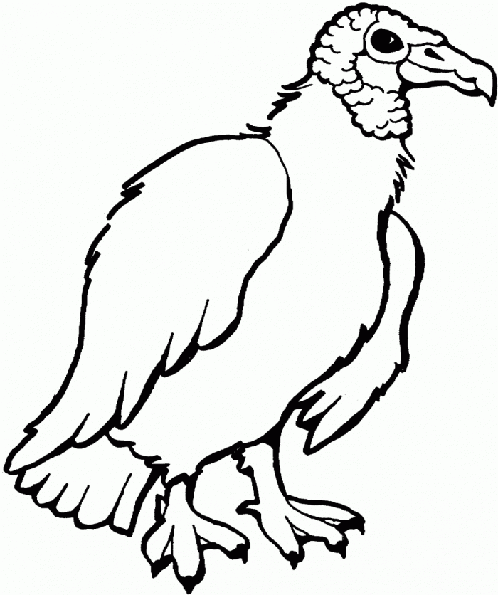 Turkey Vulture | Coloring Page