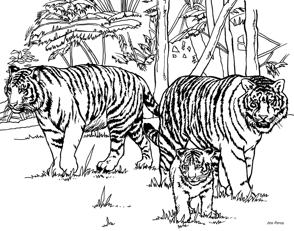 tiger family coloring pages - Clip Art Library