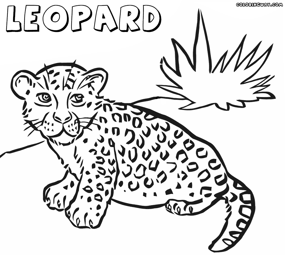 printable-leopard-colouring-pages-clip-art-library
