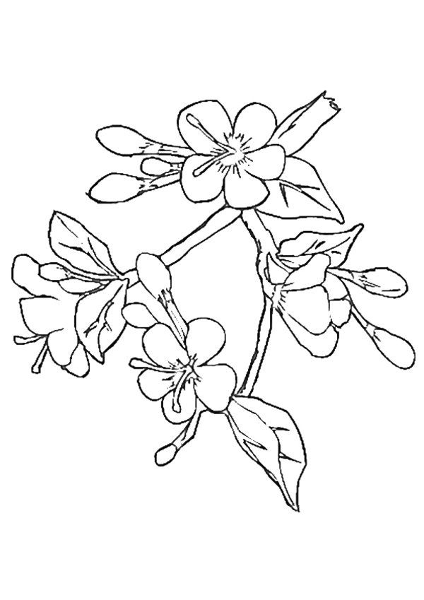 Free Cherry Blossom Coloring Page Download Free Cherry Blossom