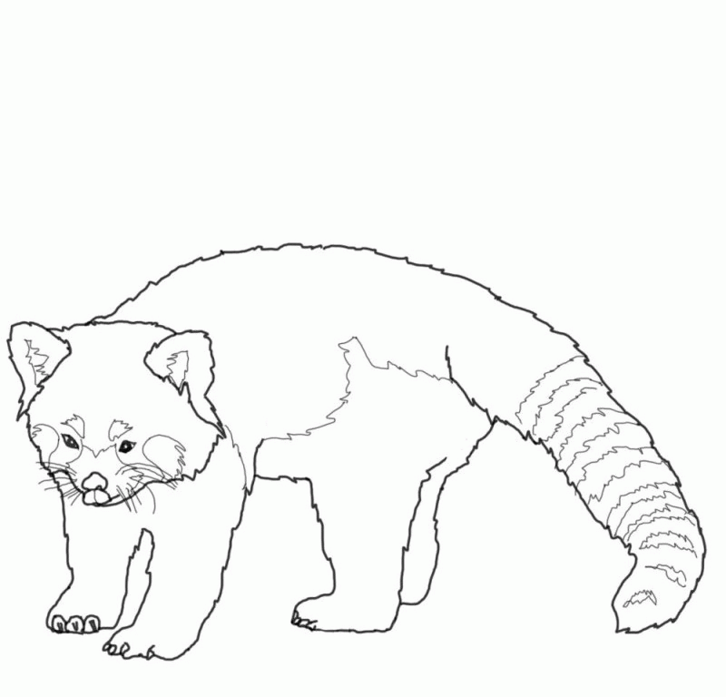 Free Red Panda Coloring Page Download Free Red Panda Coloring Page Png