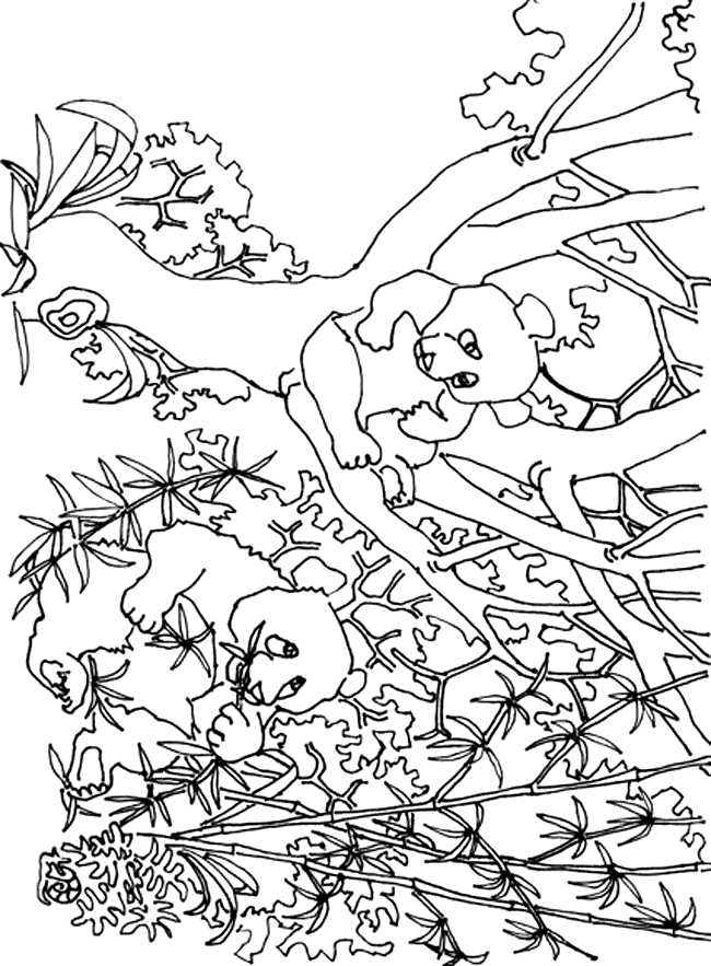 Panda Coloring Page Images  Pictures 