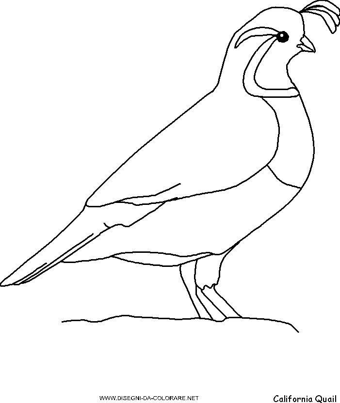 Free Quail Coloring Pages, Download Free Quail Coloring Pages png