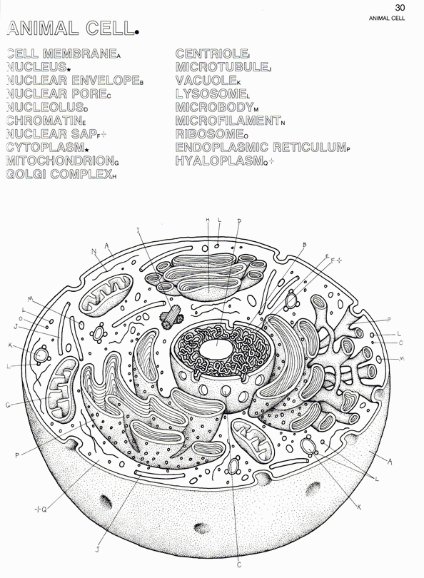 30 animal cell diagram - Clip Art Library