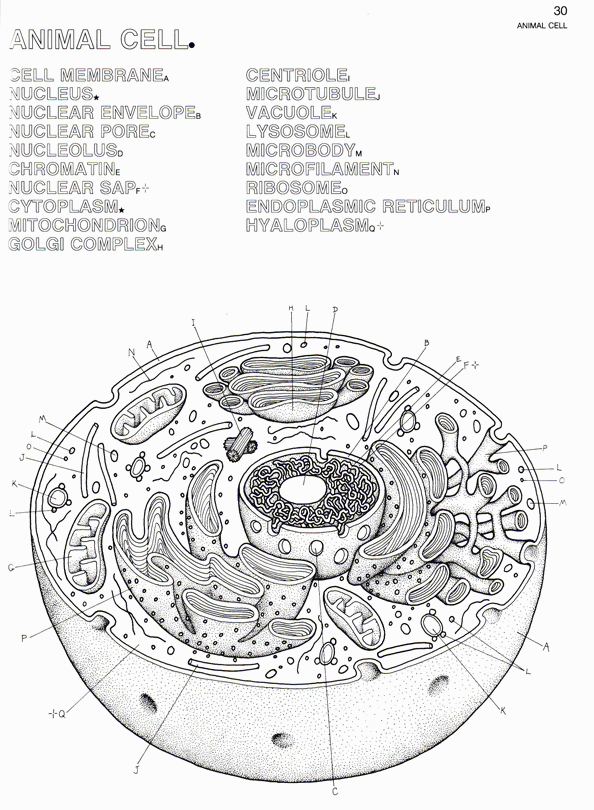 Plant Cell Coloring Page