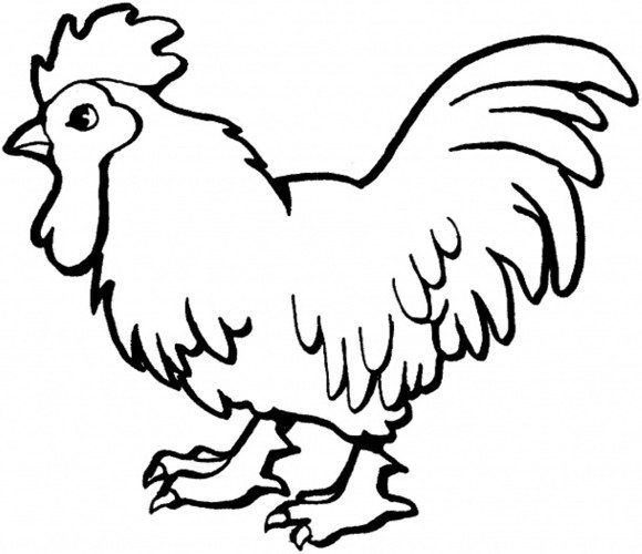 Rooster Coloring Page : Rooster In The Morning Farm Animal
