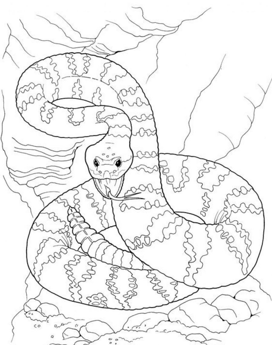 Змея с яйцами раскраска