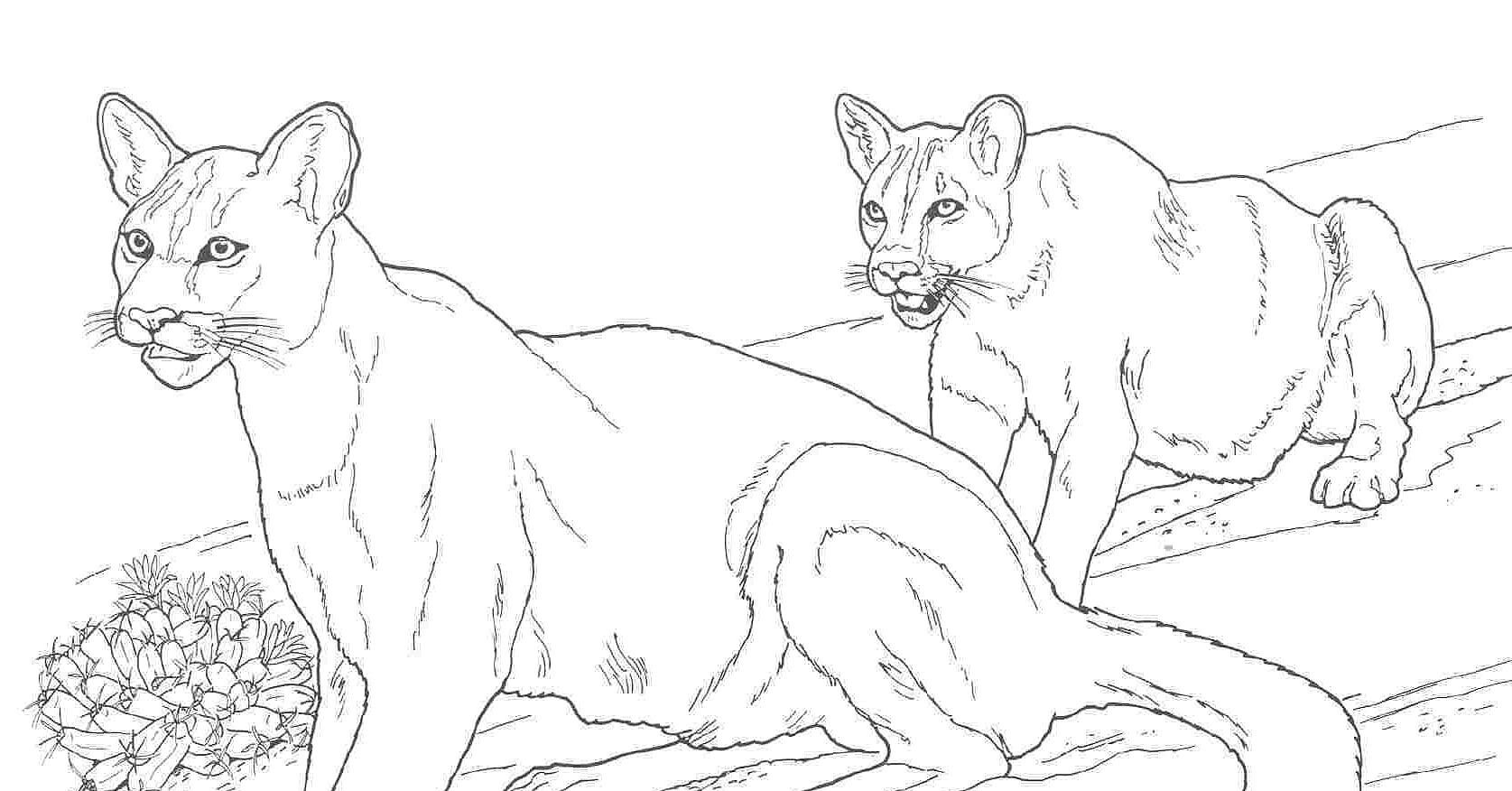 coloring pages of mountain lions