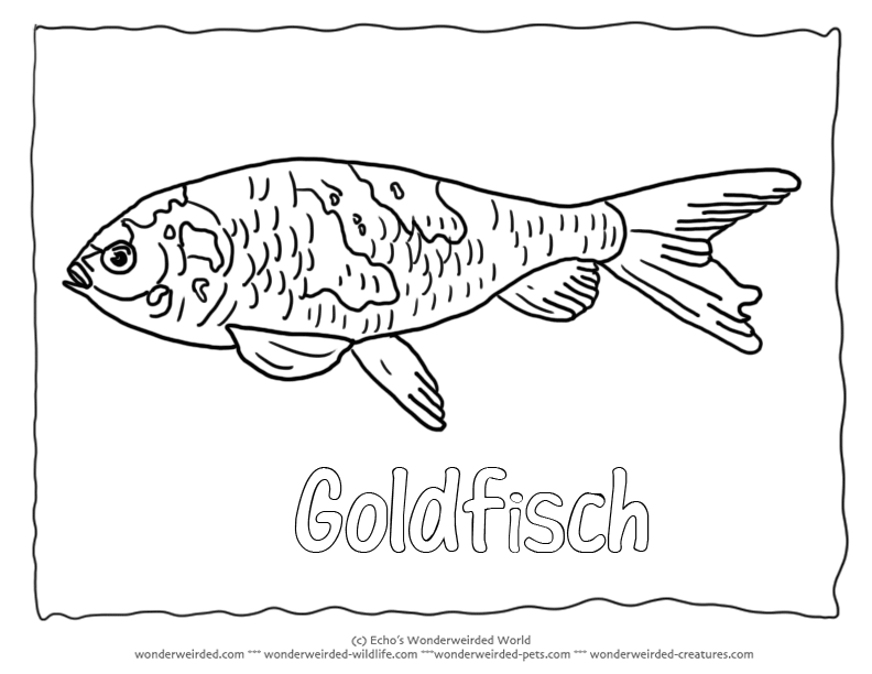 Goldfish coloring page,Goldfish Pictures for our Fish Coloring