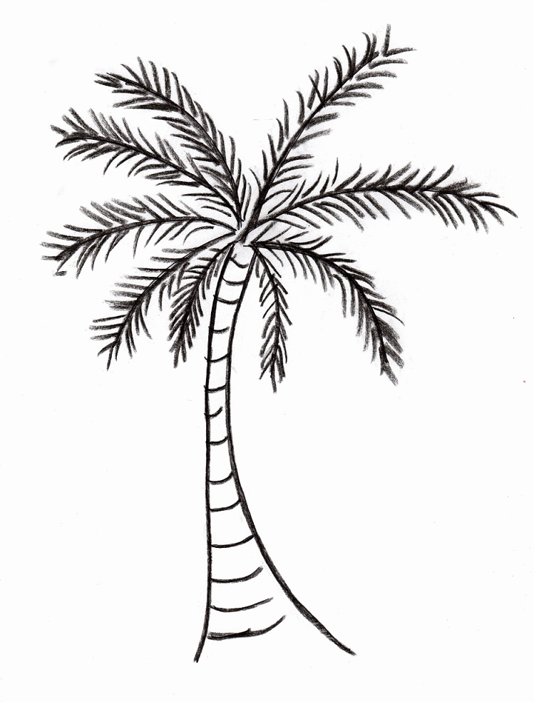 Palm Tree Drawing Steps Images  Pictures 