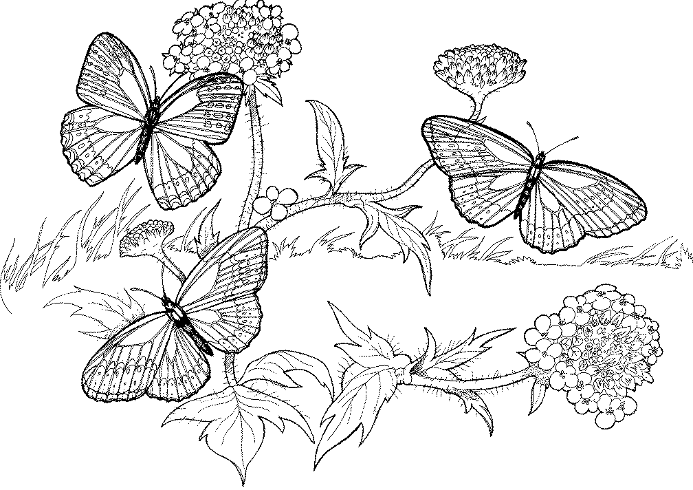 free-free-coloring-pages-for-adults-printable-hard-to-color-download-free-free-coloring