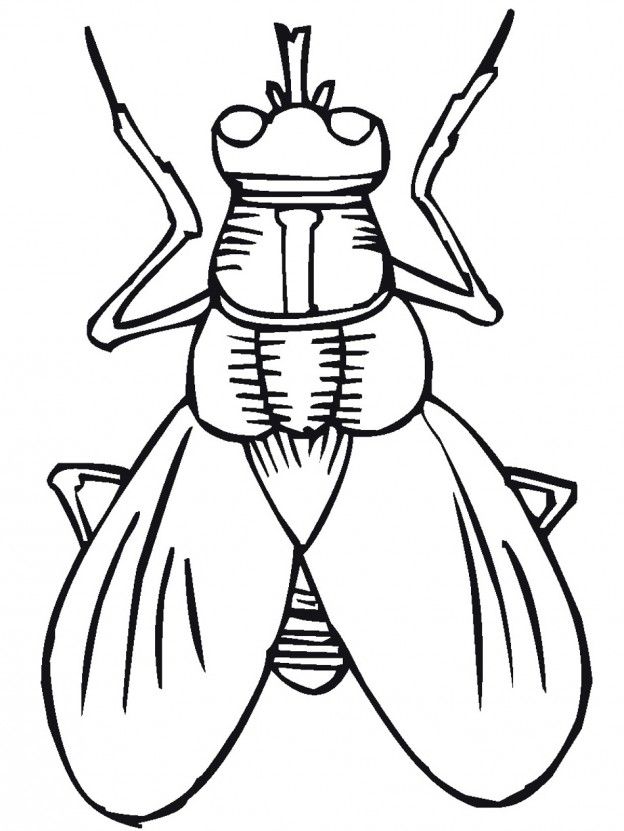 Lightning Bug Coloring Pages