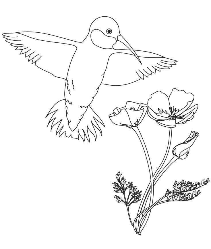 Hummingbird with flower coloring pages | Download Free Hummingbird