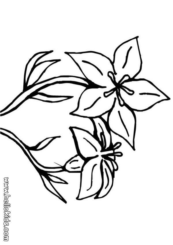 Cartoon Lily Flower Images  Pictures 