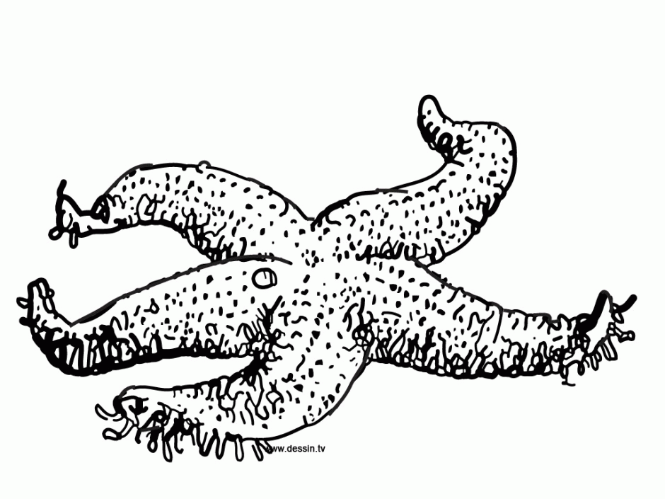 Coloring Pages Animals  Starfish Coloring Page