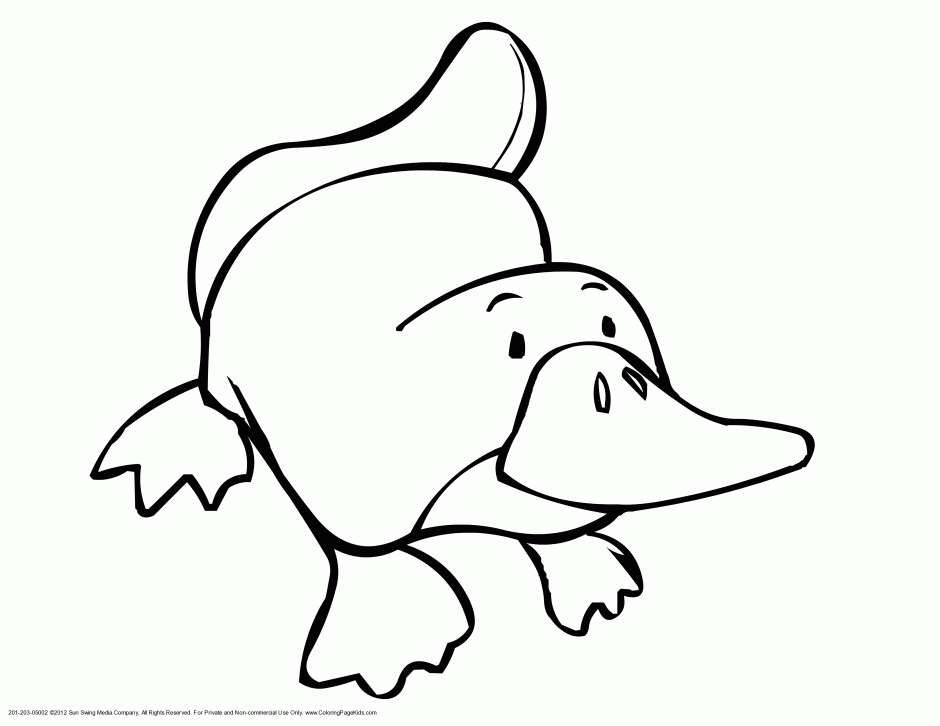Platypus Colouring Page Obsessions PLATYPI 